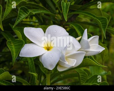 Vista ravvicinata di fiori freschi bianchi e gialli con gocce d'pioggia di plumeria pudica, anche nota come freccia dorata o cucchiaio dorato che fioriscono all'aperto nel giardino tropicale Foto Stock