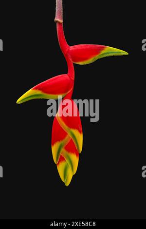 Vista ravvicinata del fiore rosso giallo e verde del rostrato di heliconia, noto anche come artiglio di aragosta sospeso o falso uccello del paradiso isolato su sfondo nero Foto Stock