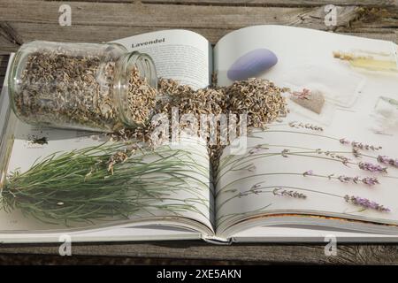 Lavandula officinalis, Lavendel, lavanda Foto Stock