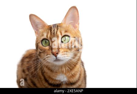Museruola di un gatto del Bengala adulto da vicino Foto Stock