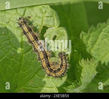 Piccola volpe "Aglais urticae", bruco sull'ortica pungente Foto Stock