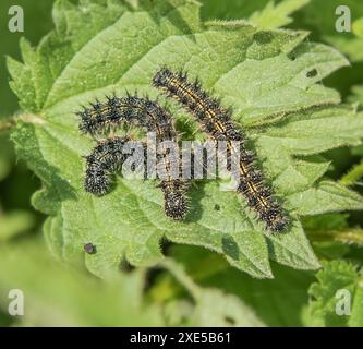 Piccola volpe 'Aglais urticae', pilastri caterpillari su ortica pungente Foto Stock