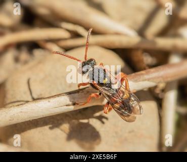 Vespa biene "Nomada lathburiana" Foto Stock