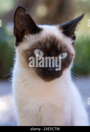 Simpatico gattino siamese all'aperto con gli occhi blu. Primo piano Foto Stock