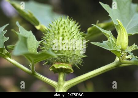 Datura, mela spinosa Foto Stock