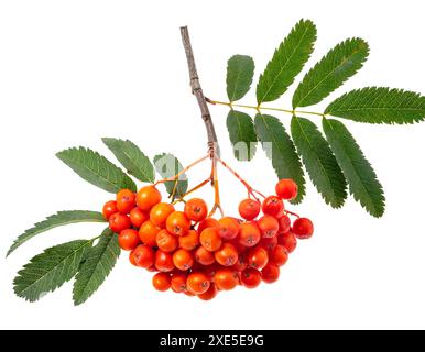 Gruppo rosso di bacche di rowan con foglie isolate su bianco Foto Stock