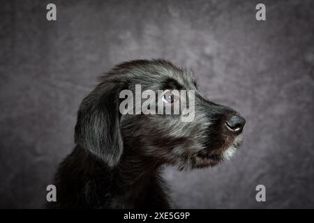 Irish Wolfhound, simpatico cucciolo femminile delle più grandi razze di cani. Foto Stock