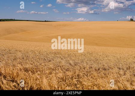 Campo di grano dorato con caldo sole estivo e cielo blu con nuvole bianche Foto Stock