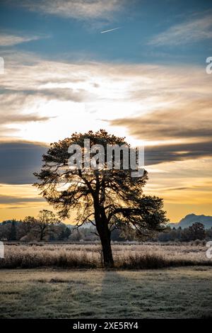 rugiada mattutina, rugiada, albero solitario, brughiera, prato di brughiera, palude, erba, paesaggio, paesaggio di brughiera, albero, prato, congelato Foto Stock