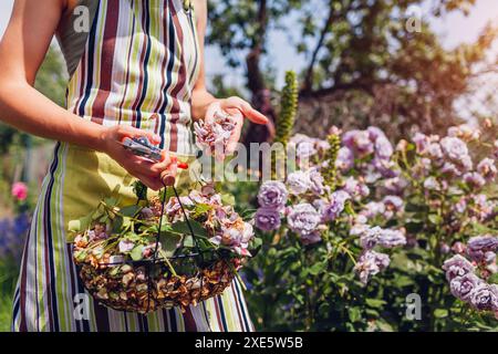 Il giardiniere tiene i petali di rosa esausti, fiorisce dopo essersi preso cura dell'arbusto nel giardino estivo. La donna uccide i fiori selvatici con la potatrice Foto Stock