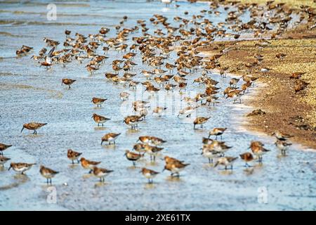 Gli uccelli riposano e si nutrono nella laguna poco profonda Foto Stock