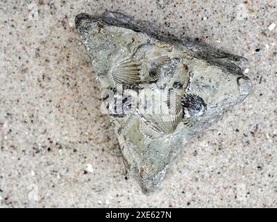 Le creature fossili con i piedi delle braccia in pietra assomigliano a conchiglie, preziose per la scienza e la raccolta, che si trovano nei sedimenti marini di tutto il mondo. Foto Stock