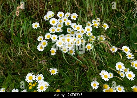 Margherite bianche Bellis perennis fiori selvatici in fiore sul sentiero costiero vicino a Marloes Pembrokeshire Coast Wales UK Gran Bretagna 2024 KATHY DEWITT Foto Stock