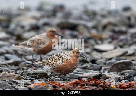 Red Knots (Calidris canutus) da Trostandsfjordur (Vesturbyggd, Westfjords), Islanda a maggio. Foto Stock