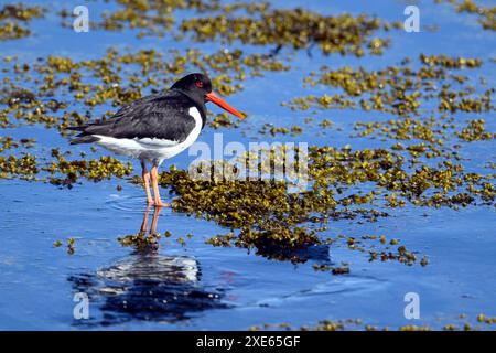 Eurasian Oystercatcher (Haematopus ostralegus) da Mjölfjordur, Westfjords, Islanda a maggio. Foto Stock