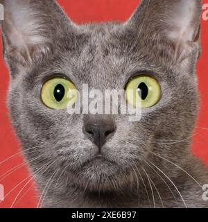 Gatto Korat. Ritratto di gatto adulto blu. Spagna Foto Stock