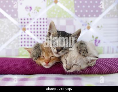 Gatto domestico. Tre gattini (di 5 settimane) che dormono su una coperta Foto Stock