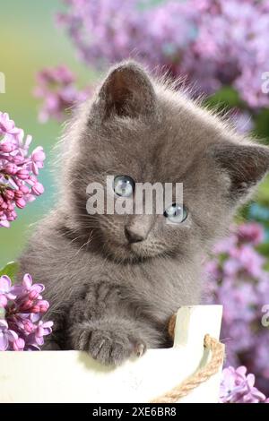 Gatto domestico, razza mista. Un gattino blu in una scatola bianca circondata da fiori di lilla Foto Stock