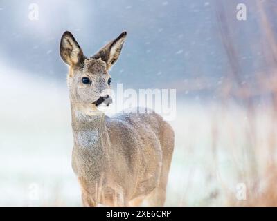 Capriolo (Capreolus capreolus) in piedi nella neve Foto Stock