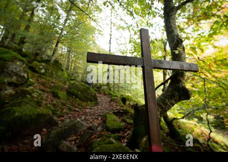 Bosque de Bordes Foto Stock