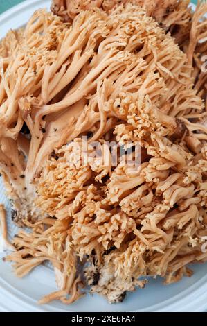 L'Italia, corallo fungo Ramaria Formosa Foto Stock