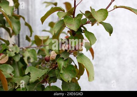 Primo piano dei frutti commestibili rossi del piccolo melo di granchio da giardino Malus Laura. Foto Stock