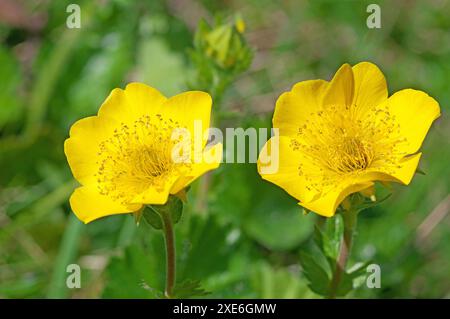 Alpine Avens (Geum montanum). Due fiori. Tirolo, Austria Foto Stock