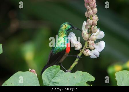 Uccello del sole (Cinnyris chloropygius) che succhia il nettare da un fiore. Parco nazionale di Lobeke, Camerun Foto Stock