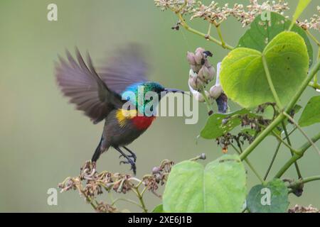 Uccello del sole (Cinnyris chloropygius) che si avvicina a un fiore. Parco nazionale di Lobeke, Camerun Foto Stock