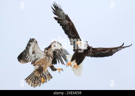 Aquila calva (Haliaeetus leucocephalus). Combattimenti immaturi e adulti nell'aria di Homer, penisola di Kenai, Alaska, Stati Uniti Foto Stock