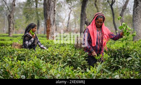 Tea Pickers, Guwahati, Assam, India, Asia Copyright: JanettexHill 1185-577 solo per uso editoriale Foto Stock