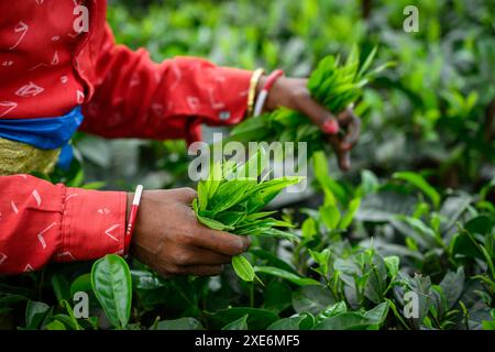 Tea Pickers, Guwahati, Assam, India, Asia Copyright: JanettexHill 1185-605 Foto Stock