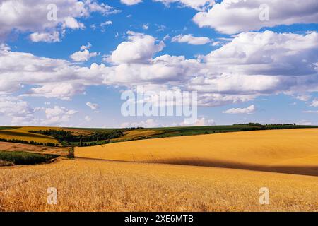 Campo di grano dorato con caldo sole estivo e cielo blu con nuvole bianche Foto Stock