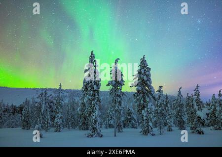 L'aurora boreale illumina il cielo nei pressi di Luosto durante una fredda notte invernale, Luosto, Finlandia, Europa Copyright: Carloxalbertoxconti Foto Stock