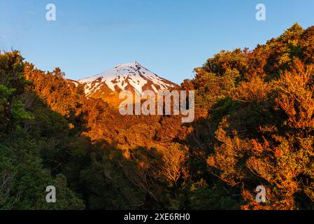 Caldo tramonto, foresta nella giungla e vetta innevata del vulcano Taranaki, Isola del Nord, nuova Zelanda, Pacifico Copyright: CasparxSchlageter 1372-285 Foto Stock