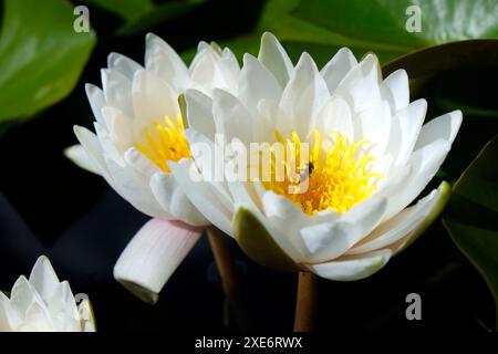 Ninfee Foto Stock