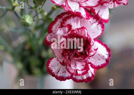 Garofano fiore rosa (Dianthus caryophyllus) con petali bianchi e rossi, sfondo sfocato Foto Stock