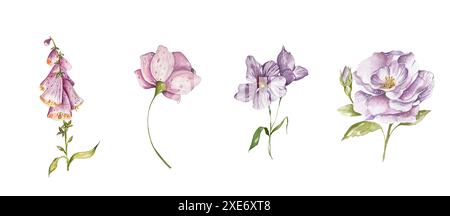 Set di fiori lilla viola. Light delicate Roses, Bluebell, Forget-me-nots, Abstract. Illustrazione botanica acquerello. Elementi decorativi per carte, Foto Stock