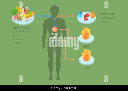 Illustrazione concettuale isometrica piatta 3D del ruolo dell'ATP nel metabolismo, chimica organica che fornisce energia per Celles 3D Isometr Foto Stock