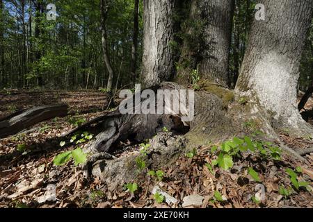 Grande albero con tre tronchi e un'enorme porzione cava alla sua base nella foresta vicino al lago Jordan nella Carolina del Nord. Foto Stock