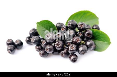 Chokeberry nero Foto Stock