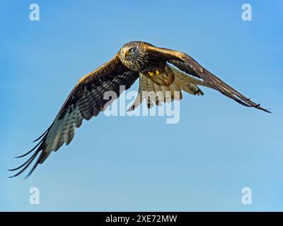 Un aquilone rosso (Milvus milvus) in volo contro un cielo blu Foto Stock