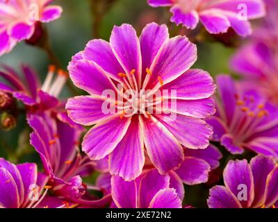 Primo piano di un fiore rosa di Lewisia cotyledon con altre infiorescenze sullo sfondo Foto Stock