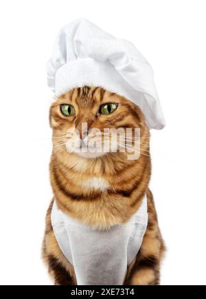 Gatto divertente - un cuoco in un cappellino bianco e grembiule Foto Stock
