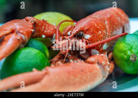 Aragosta bollita su un piatto con limoni e limes. Foto Stock
