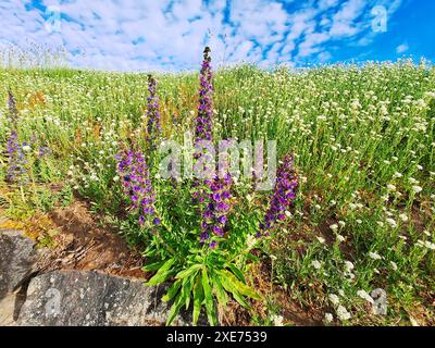 Echium vulgare, noto come bugloss di viper e pianta di alghe azzurre che cresce in ambiente naturale tra i fiori bianchi di Berteroa incana. Foto Stock