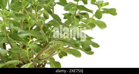 foglie di purslane verde, nome scientifico portulaca oleracea, isolate su sfondo bianco Foto Stock