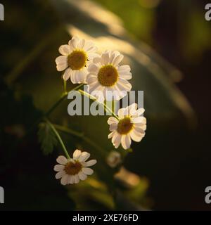 Delicate margherite bianche illuminate dal sole in primo piano Foto Stock