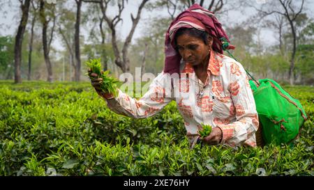 Tea Pickers, Guwahati, Assam, India, Asia Foto Stock