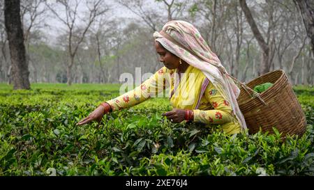 Tea Pickers, Guwahati, Assam, India, Asia Foto Stock